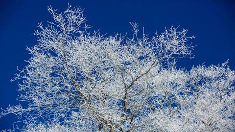 Ice Tree at Snowshoe Mountain Resort
